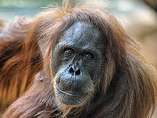 Abschied von Orang-Utan Djambi
