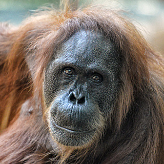 Abschied von Orang-Utan Djambi