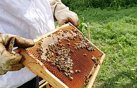 Familienerlebnis in Kronberg: Ein Tag mit den Wanderbienen