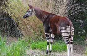 Welt-Okapi-Tag