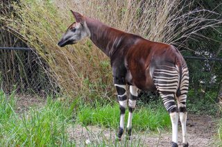 Welt-Okapi-Tag