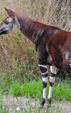 Welt-Okapi-Tag