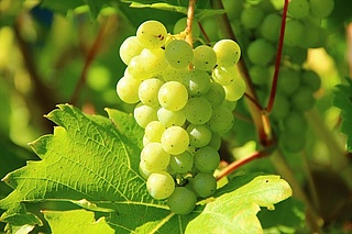 Frauensteiner Weinfest 