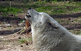 Wolfsheulen mit Wildbiologin Dr. Marion Ebel