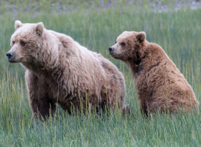 Wildparks