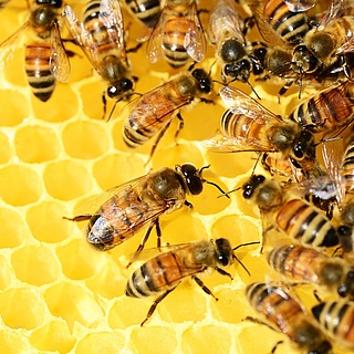 Neues Museum für Bienen ab 18. August