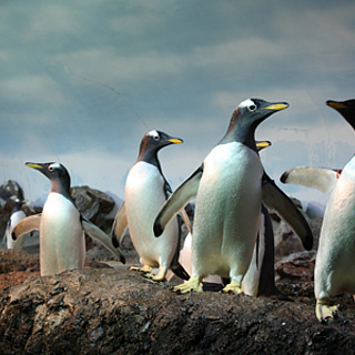 Pinguine bekommen neues Zuhause