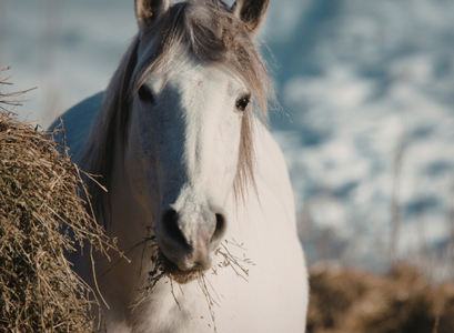 Glückswiese / Frankfurt