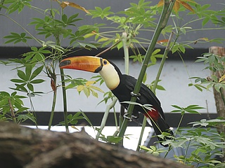 Zoo Frankfurt: Grosse Ameisenbären und Riesentukan jetzt auch im Innenbereich