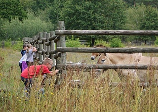 Sommerferienspiele