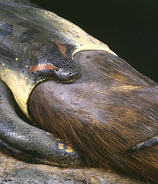 Senckenberg Museum Frankfurt