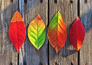 Herbstbasteln für Kinder 