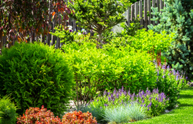 Ein Garten für Eidechsen, Wildbienen und Co.