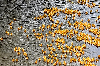 10. Duck Race vom Lions Club