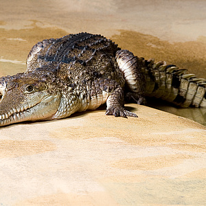 Zoo Frankfurt: Abendöffnung mit Reptilien-Führung