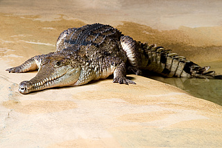 Zoo Frankfurt: Abendöffnung mit Reptilien-Führung