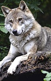 Mitmachausstellung: WOLFSLAND - Wir und der Wolf
