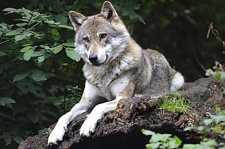 Mitmachausstellung: WOLFSLAND - Wir und der Wolf