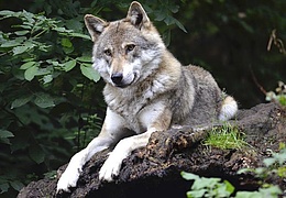Mitmachausstellung: WOLFSLAND - Wir und der Wolf