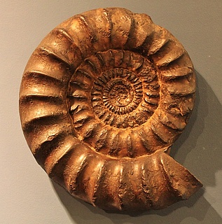 Ammoniten, Brachiopoden und Trilobiten: Forschen wie ein Paläontologe