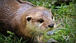 Otterleben in der Fasanerie