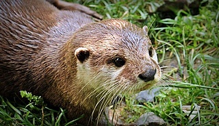 Otterleben in der Fasanerie