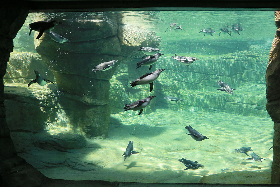 Zoologischer Garten Frankfurt