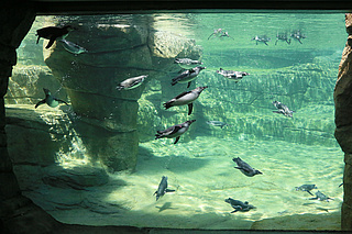 Zoo Frankfurt hebt Zeitfenster auf