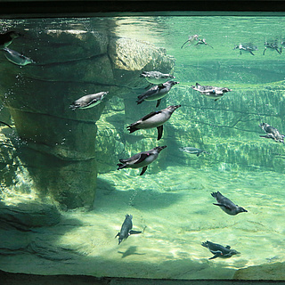 Zoo Frankfurt hebt Zeitfenster auf