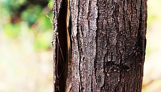 Lebenswichtige Hülle – Schmucke Baumrinde unter der Lupe