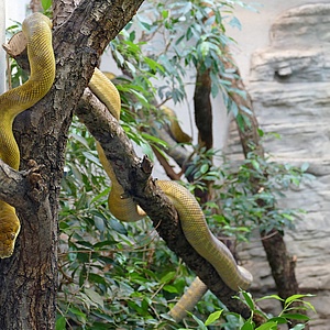 Highlight im Frankfurter Zoo: Neue Seram-Pythons begeistern Besucher