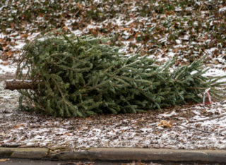 Vom Weihnachtsbaum zu wertvollem Humus – so entsorgt Frankfurt nachhaltig