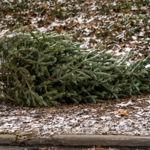 Vom Weihnachtsbaum zu wertvollem Humus – so entsorgt Frankfurt nachhaltig