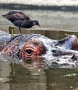 Zoo Frankfurt