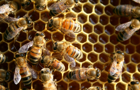 Honigernte an der Naturschutzscheune