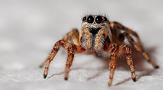 Pfui Spinne?! Zu Besuch bei achtbeinigen Freunden