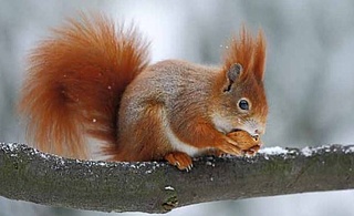 Rund ums Eichhörnchen