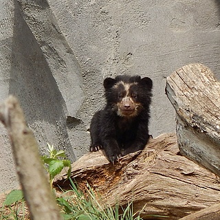 Der Frankfurter Zoo stellt Brillenbären-Nachwuchs vor