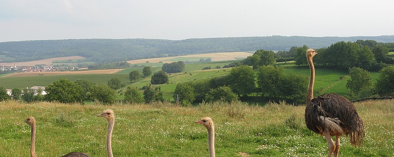 Straußenfarm Tannenhof