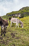 Zeichnen auf der Eselweide