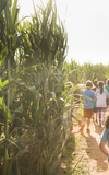 Tipp: Maislabyrinth-Guide Rhein-Main