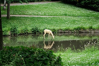 Familientag im Naturpark RheinTaunus: Entdecke die faszinierende Tierwelt!