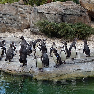 Zoo Frankfurt feiert großes Pinguinfest