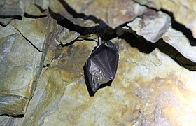 Fledermausexkursion am Berger Südhang
