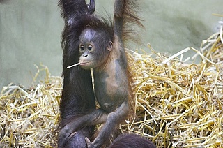 Tag des Orang-Utans im Frankfurter Zoo