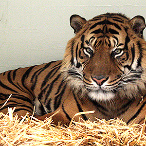 Sumatra-Tiger Vanni ist da!