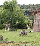 Opel-Zoo hat wieder geöffnet