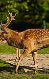 Der Wald und seine Tiere mit dem Forstamt Königstein