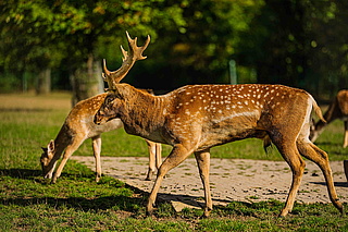 Der Wald und seine Tiere mit dem Forstamt Königstein