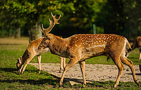 Der Wald und seine Tiere mit dem Forstamt Königstein